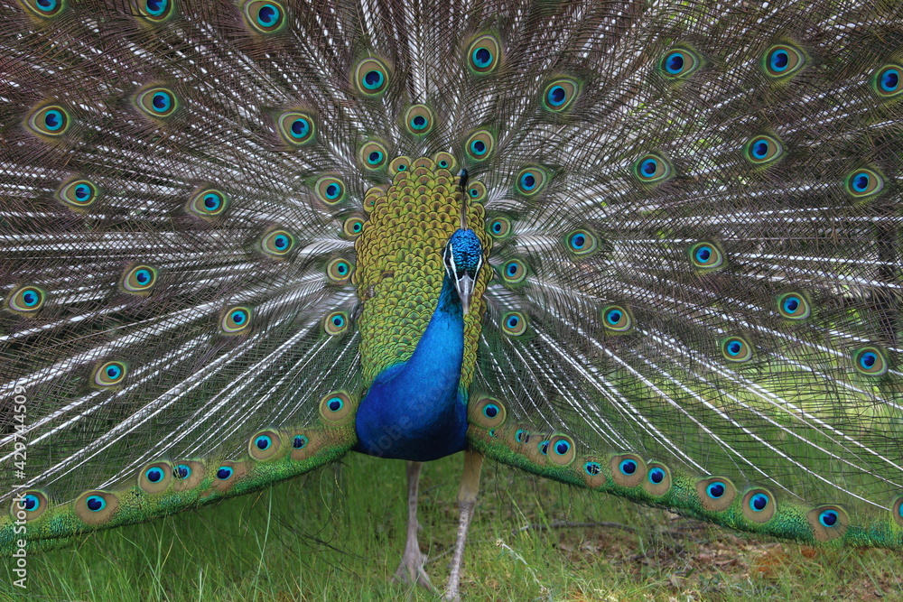 Obraz premium 孔雀