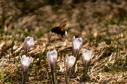 Krokus im Allgäu - Krokusblüte in den Allgäuer Alpen
