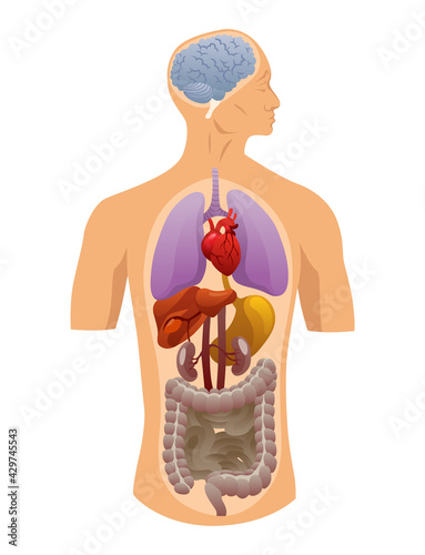 Internal organs of human body. Medical info graphics, education scheme concept of anatomy system. Section view of a human body with inner organs
