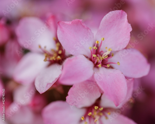 India Hawthorn in Bloom. Santa Clara County  California  USA.