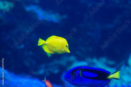 yellow tang fish