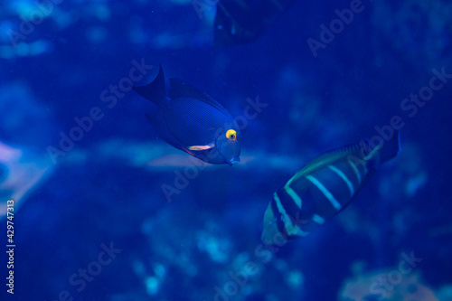 fish in aquarium