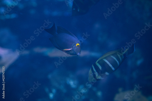 fish in aquarium