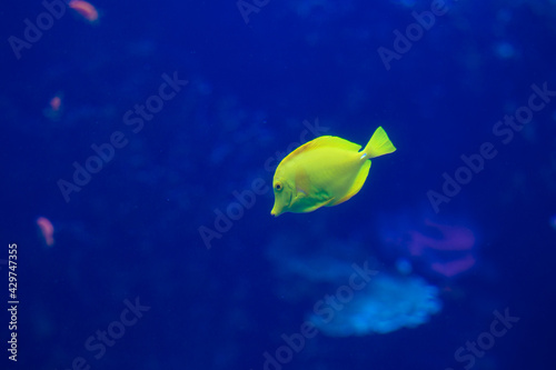 yellow fish in aquarium