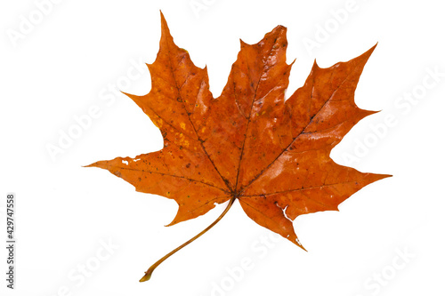 Colorful brown autumn maple leaf isolated on a white background. Top view.