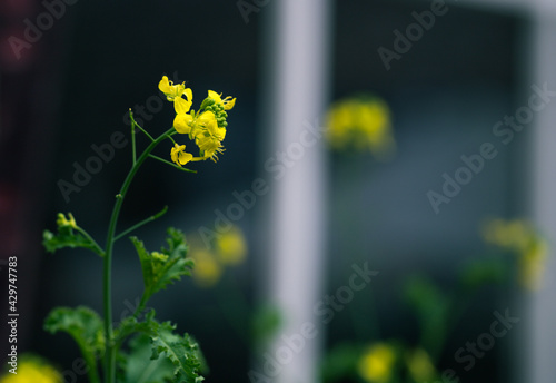 yellow flower in spring