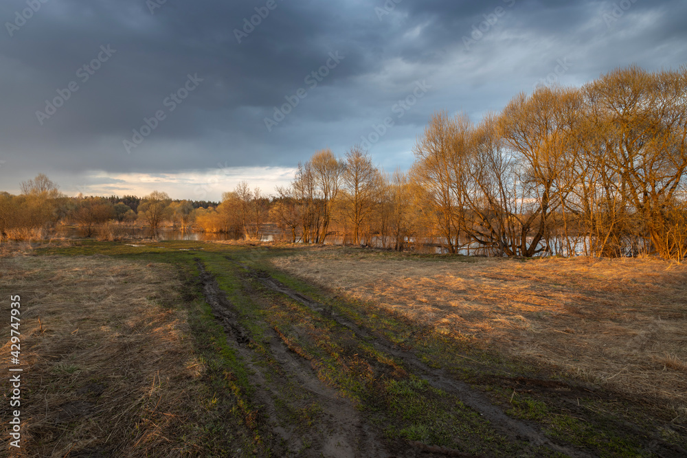 Naklejka premium Rural landscape. Trees, bushes and the ground are illuminated by the rays of the setting sun. The sky is covered with blue clouds.