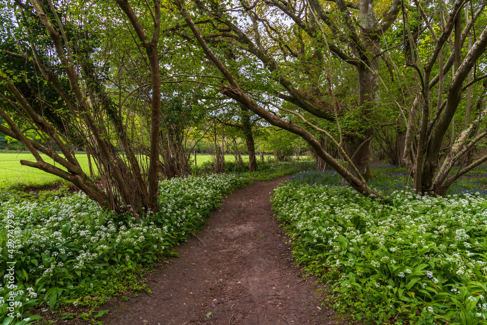 Naklejka premium flowered pathway