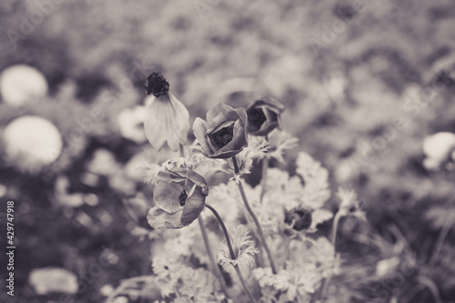 white flower on the ground
