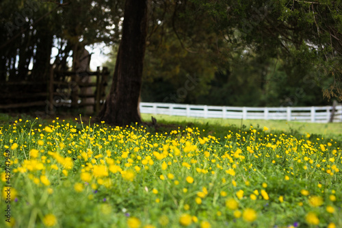 spring in the park