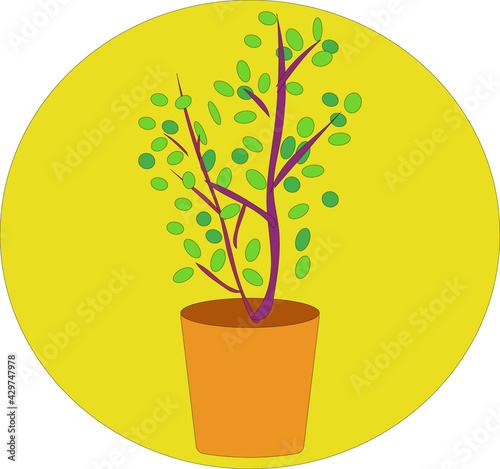 鉢植えの植物