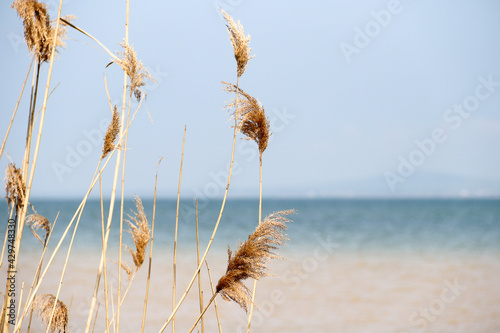 Fototapeta Naklejka Na Ścianę i Meble -  Dry reed on the lake, reed layer, reed seeds. Golden reed grass, pampas grass. Abstract natural background. Beautiful pattern with neutral colors. Minimal, stylish, trend concept