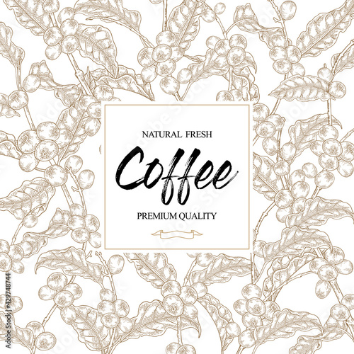 Coffee background. Hand drawn coffe tree branches with leaves and coffee beans. Vector illustration. Sketch style.