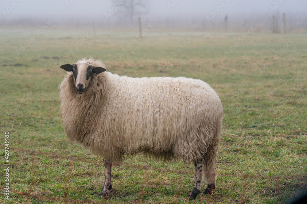 One sheep in the mist. The sheep looks into the camera, detail shot, in full body. Sheep stands in the spring grass. Agriculture and extensive traditional sheep breeding One sheep in the mist. The sheep looks into the camera, detail shot, in full body. Sheep stands in the spring grass. Agriculture and extensive traditional sheep breeding