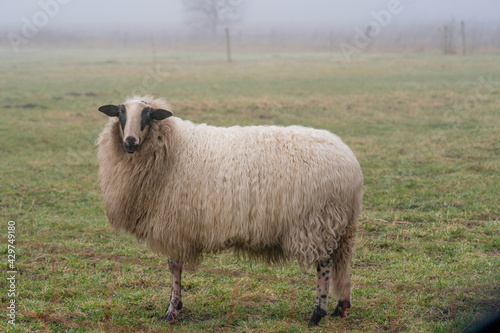 One sheep in the mist. The sheep looks into the camera, detail shot, in full body. Sheep stands in the spring grass. Agriculture and extensive traditional sheep breeding