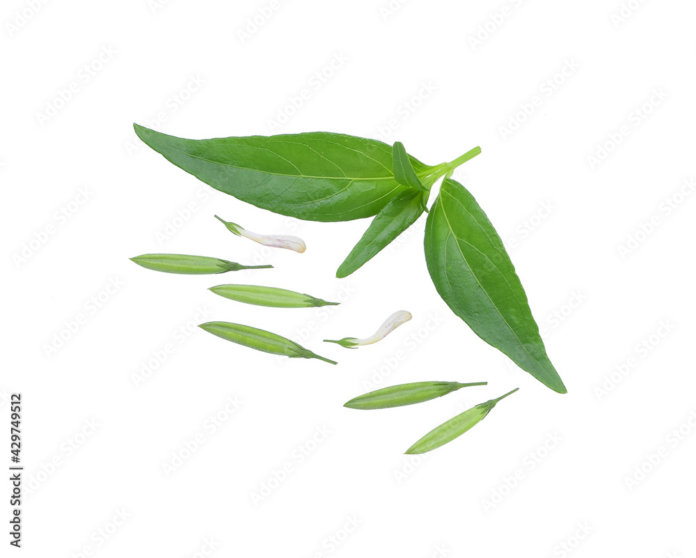 Frehs andrographis paniculata with flowers and green seeds isolated on white background Frehs andrographis paniculata with flowers and green seeds isolated on white background