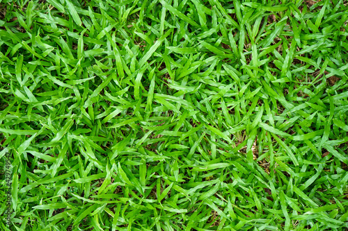 Natural green grass can be use as background