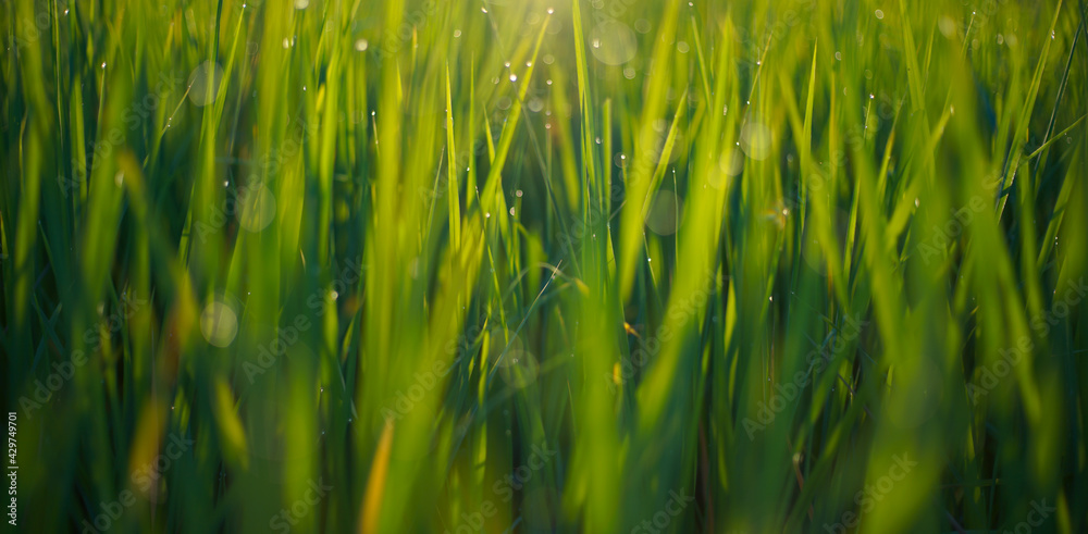 Natural green background of grassland or rice field with dewdrop and sunlight