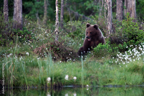 The brown bear (Ursus arctos) bear cubs in the forest. Large bear cubs in a dense Scandinavian taiga.