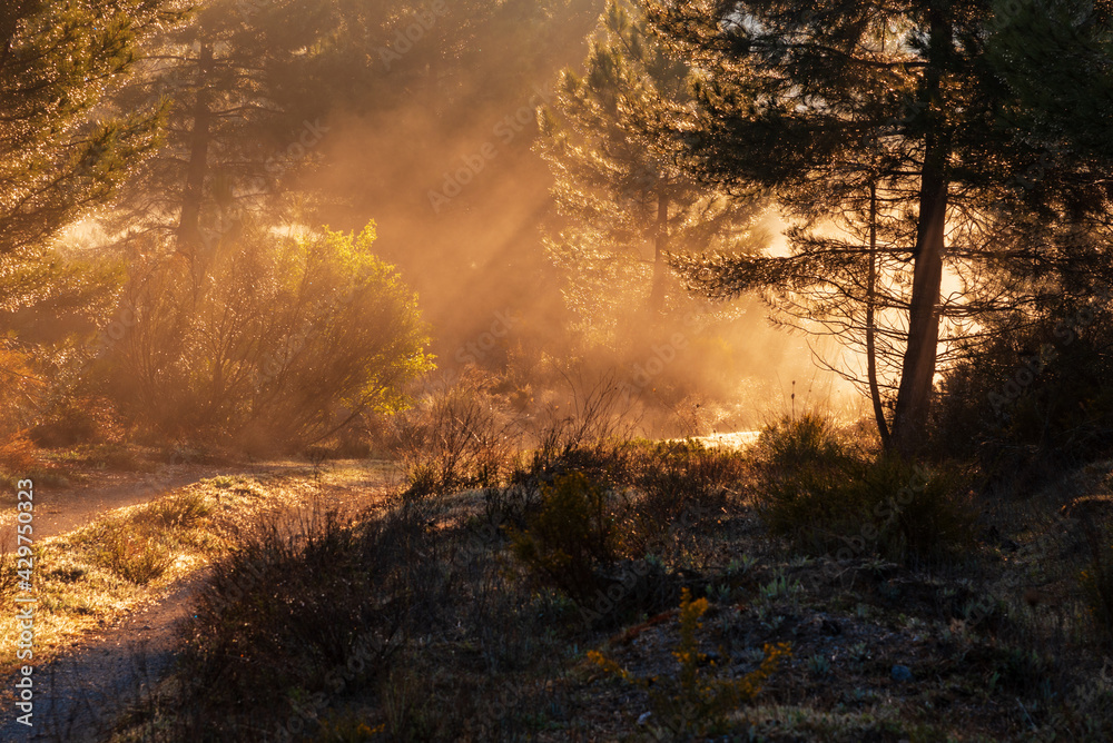 Fototapeta premium Path in a forest and with mist, which reflect the sun's rays that pass through the trees.