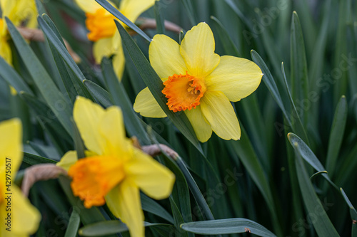 narcissus cultivar bloom detail