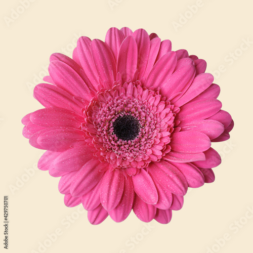 Pink gerbera isolated at beige background