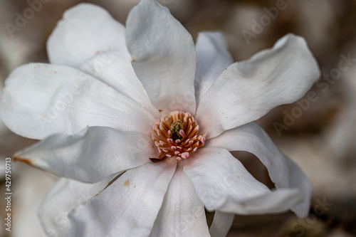 magnolia kobus blossom detail