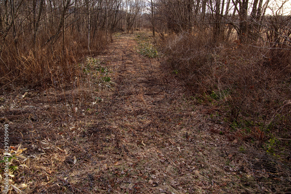 Fototapeta premium 田舎の森の小路。