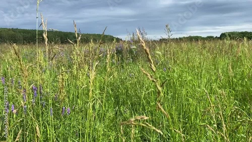 dry stalks of grass fluttering in the wind in the field