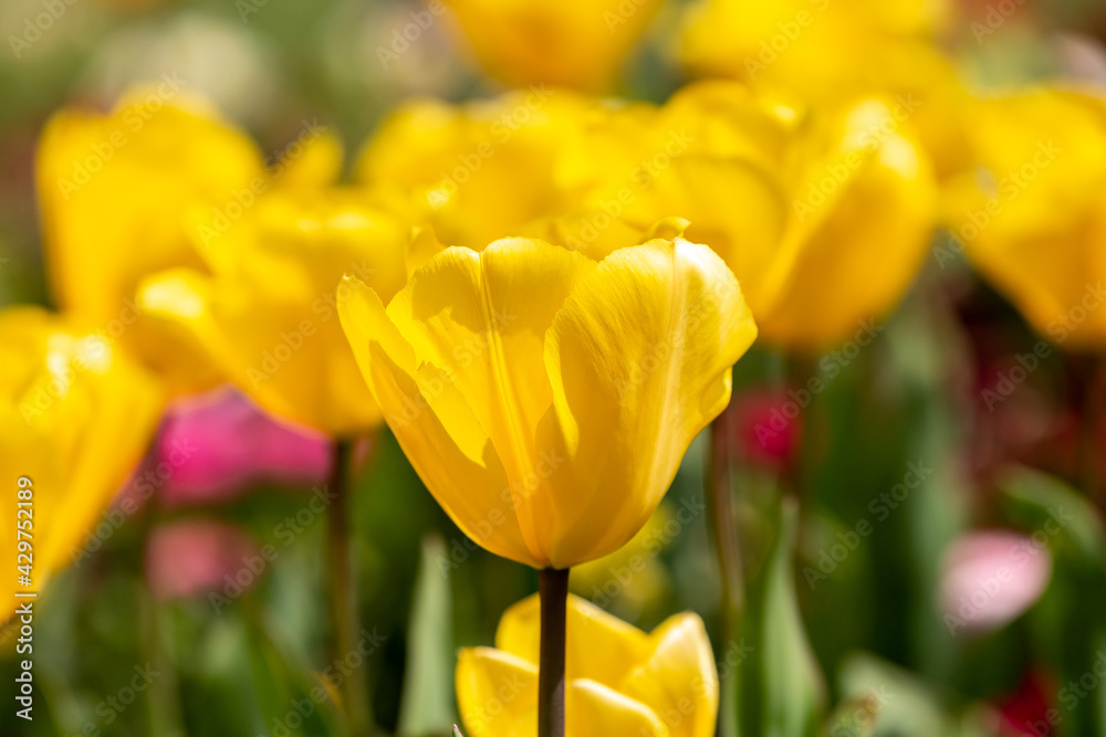 Yellow Tulips in the Spring Sunshine, with a Shallow Depth of Field Yellow Tulips in the Spring Sunshine, with a Shallow Depth of Field