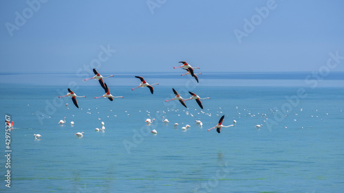 flock of flamingos photo