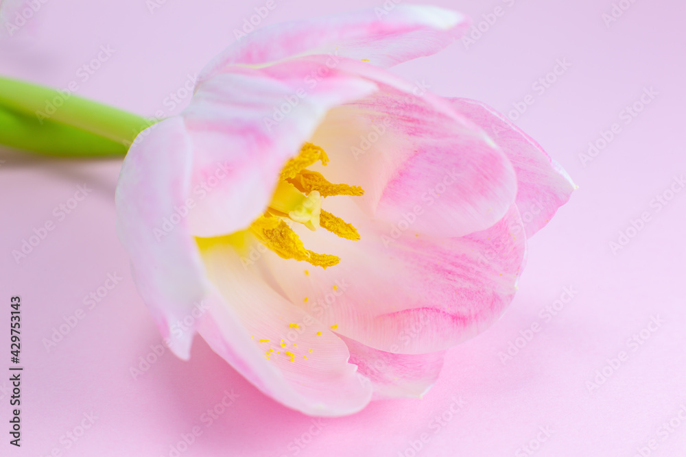 Pink tulip on the pink background. Congratulation postcard for mother's day or international women's day. Minimalism, beautiful natural wallpaper. Spring flowers.