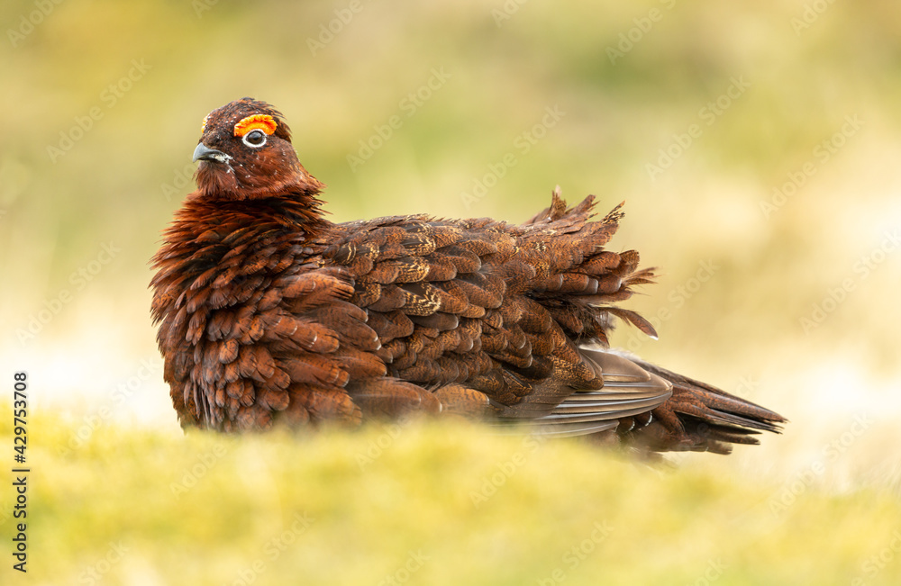 Red Grouse male, Scientific name: Lagopus Lagopus. Close up of a Red Grouse male with red eyebrow and ruffled feathers, facing left with blurred, clean background. Springtime. Space for copy. Red Grouse male, Scientific name: Lagopus Lagopus. Close up of a Red Grouse male with red eyebrow and ruffled feathers, facing left with blurred, clean background. Springtime. Space for copy.