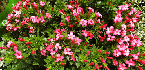 Panorama of white and red flowers of daphne cneorum in green leaves.