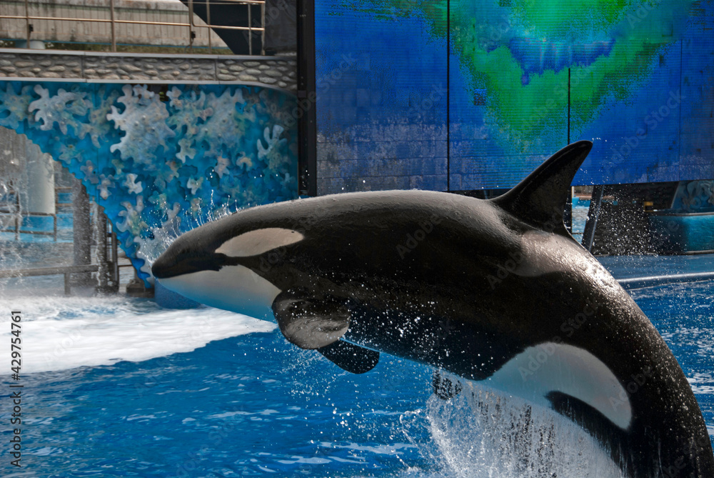 Obraz premium Orca (Orcinus orca) jumping in a show
