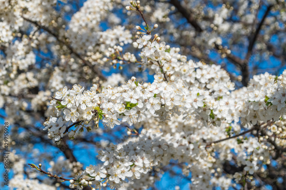 Blooming tree with white flowers in spring time. Blooming tree with white flowers in spring time.