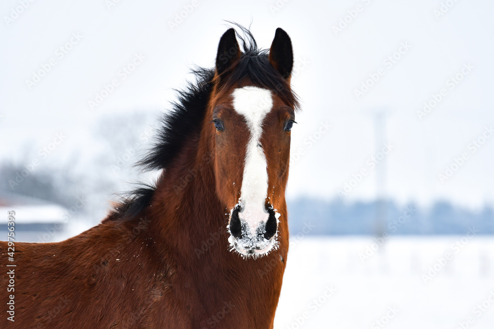 Horse portrait in the pasture on a winter day. Horse portrait in the pasture on a winter day.