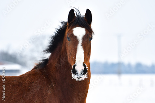 Horse portrait in the pasture on a winter day.