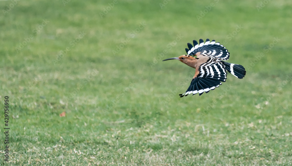 Eurasian hoopoe (Upupa epops) flying searching for food on the green yard. Eurasian hoopoe (Upupa epops) flying searching for food on the green yard.