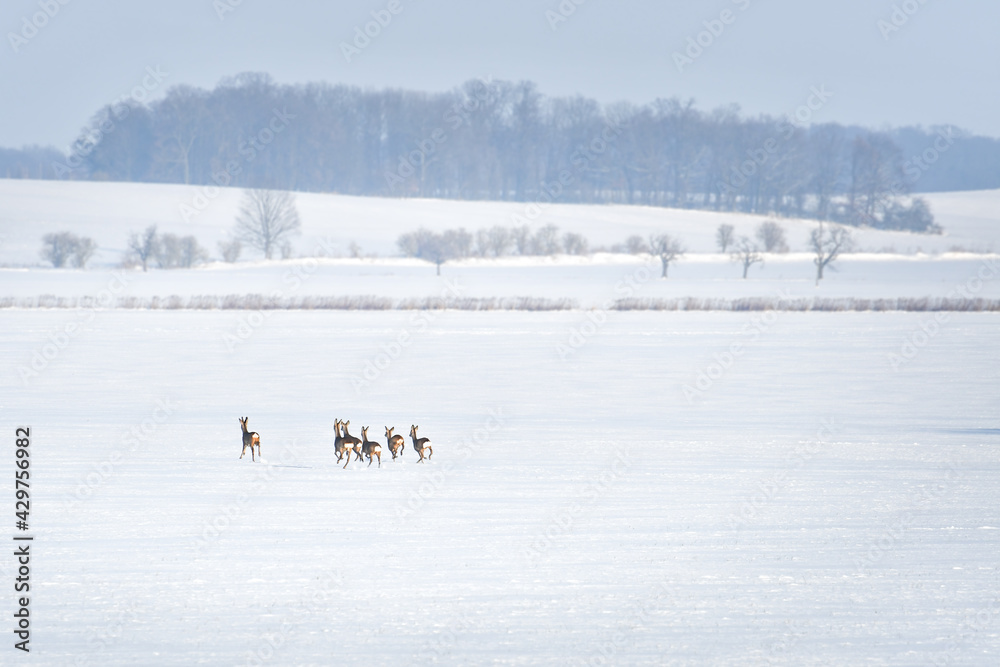 A small wild deer herd runs towards the forest on a field covered with snow in winter. Frightened animals run to a safe place.