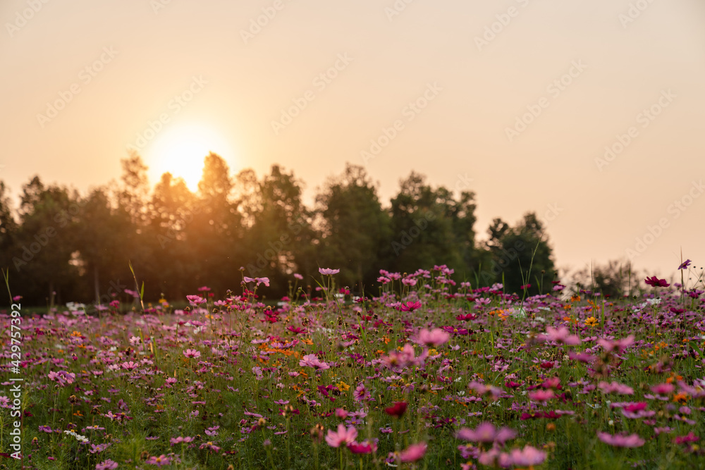 Colorful Cosmos flower field blooming on sunset. Colorful Cosmos flower field blooming on sunset.
