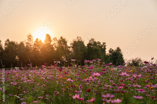 Colorful Cosmos flower field blooming on sunset.