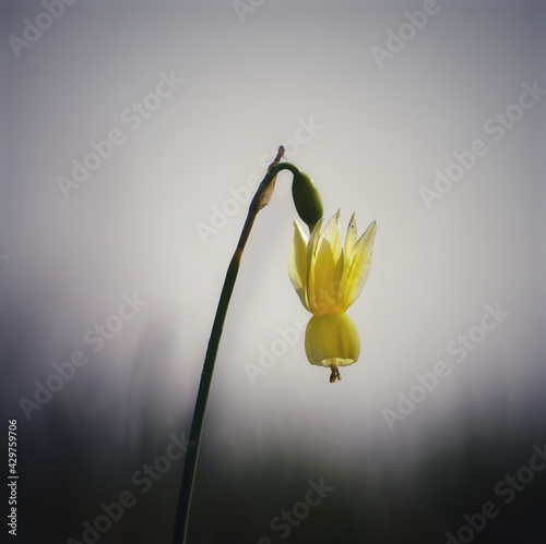 Closeup shot of an Angel's-tears flower photo