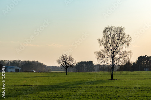 Early spring outside the window. A tree in the middle of a field with emerging grain.