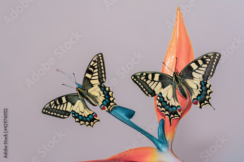 Farfalla macaone photo