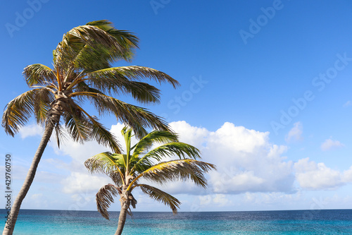 Two palms  sea and blue sky with clouds.