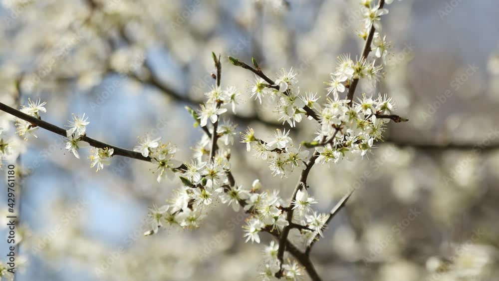 blossom in spring blossom in spring