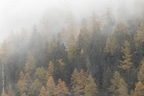 Orange Autumn Larch trees forest with fog above