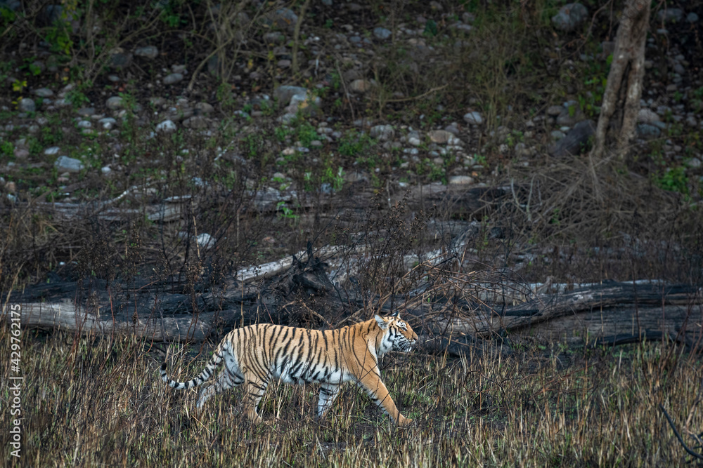 wild bengal tiger on stroll or prowl for territory marking of terai region forest at uttarakhand india - panthera tigris tigris wild bengal tiger on stroll or prowl for territory marking of terai region forest at uttarakhand india - panthera tigris tigris