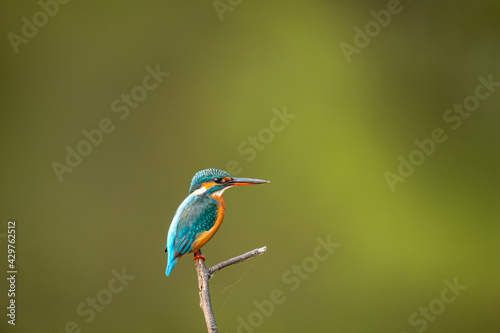 common kingfisher or Alcedo atthis is a small colorful bird portrait with natural green background at keoladeo ghana national park or bharatpur bird sanctuary rajasthan india